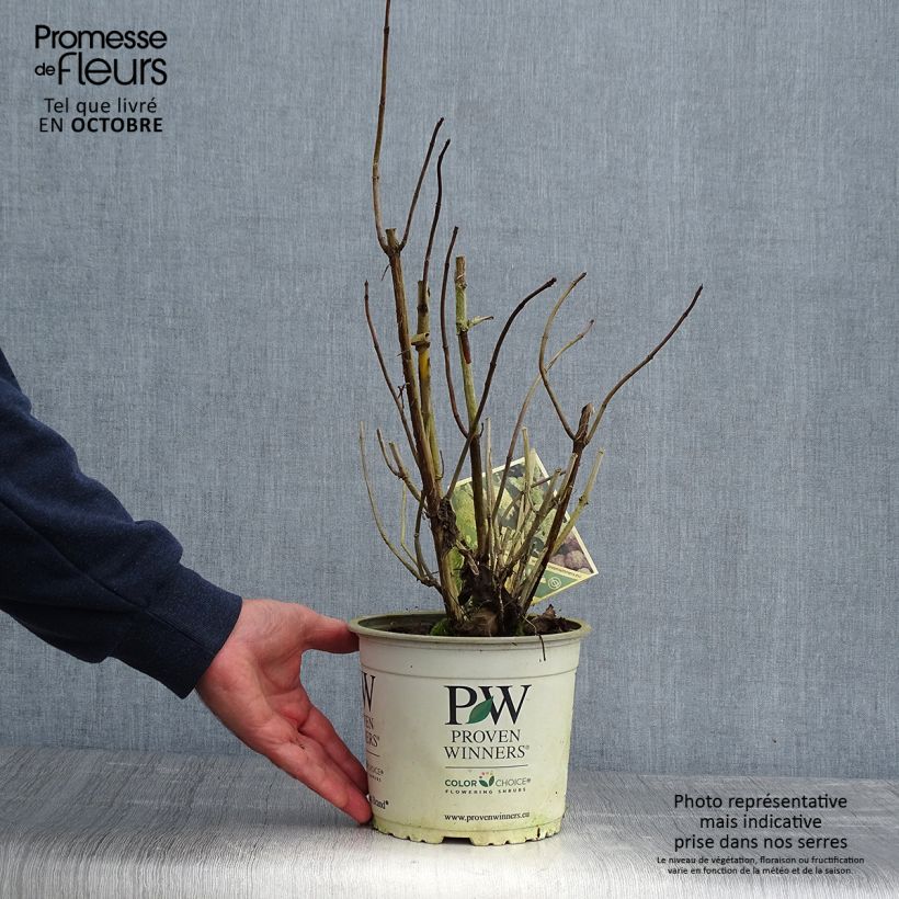 Amostra de Hortênsia arborescens Lime Rickey Vaso de 2 L/3 L tal como entregue no outono