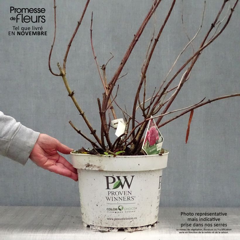 Amostra de Hortênsia arborescens Pink Annabelle (Invincibelle) Vaso de 7,5 L/10 L, Arbusto tal como entregue no outono