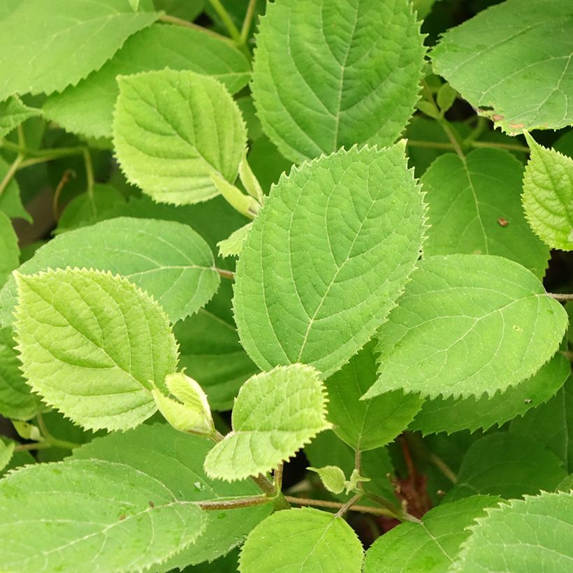 Hortênsia arborescens Ruby Annabelle (Folhagem)