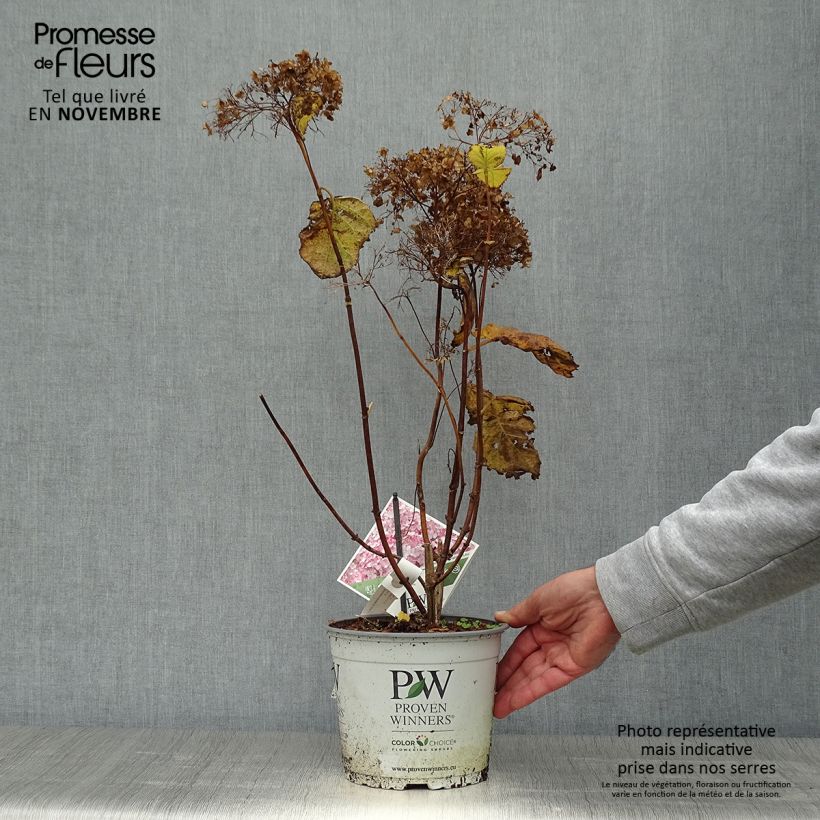 Amostra de Hortênsia arborescens Sweet Annabelle Vaso de 2 L/3 L, Arbusto tal como entregue no outono