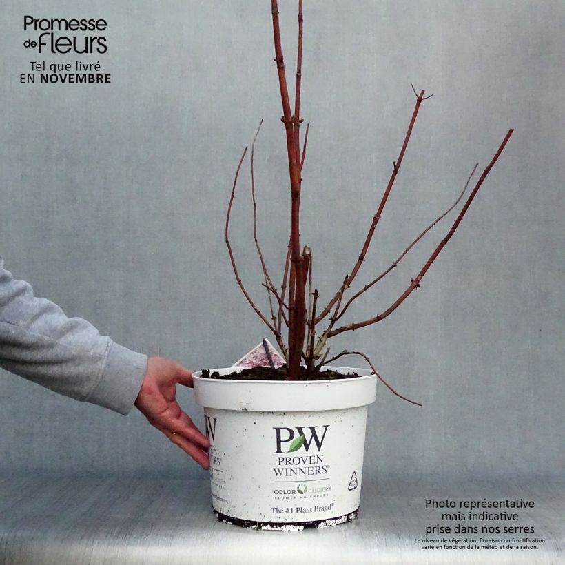 Amostra de Hortênsia arborescens Sweet Annabelle Vaso de 7,5 L/10 L tal como entregue no outono