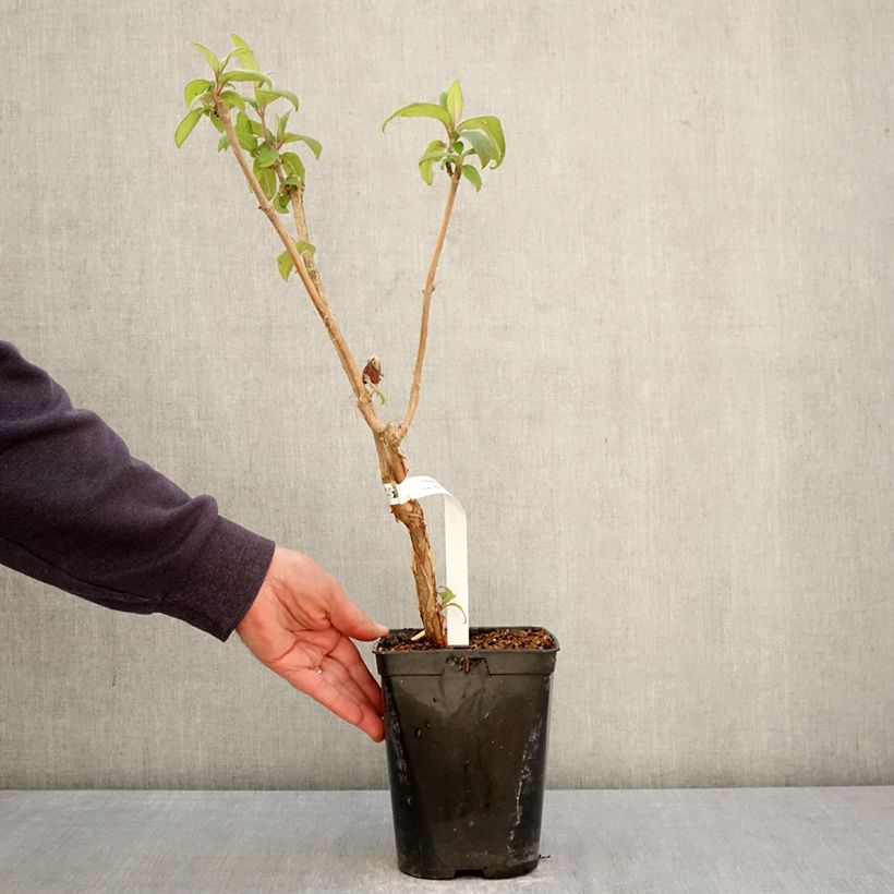 Amostra de Hortênsia aspera Anthony Bullivant Vaso de 1,5 L/2 L tal como entregue na primavera