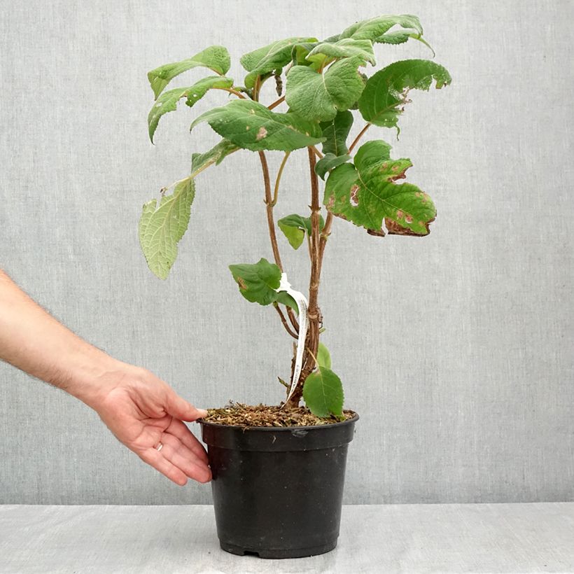 Amostra de Hortênsia aspera Bellevue Vaso de 4 L/5 L tal como entregue no verão