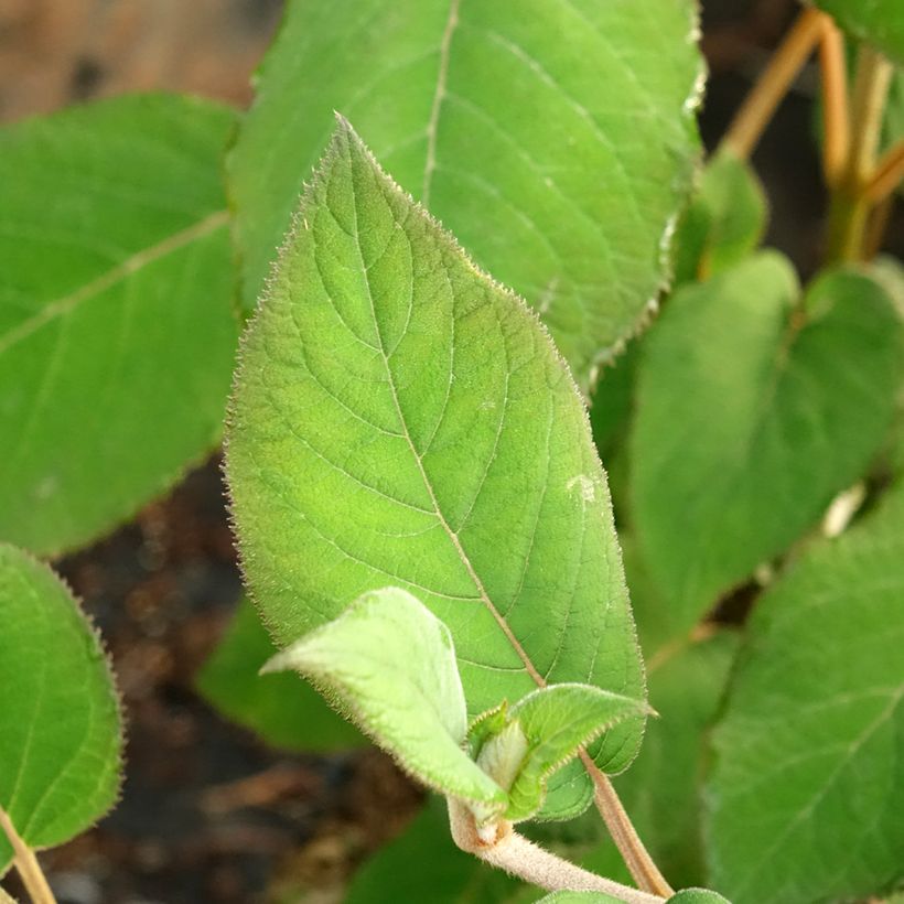 Hortênsia aspera Bellevue (Folhagem)