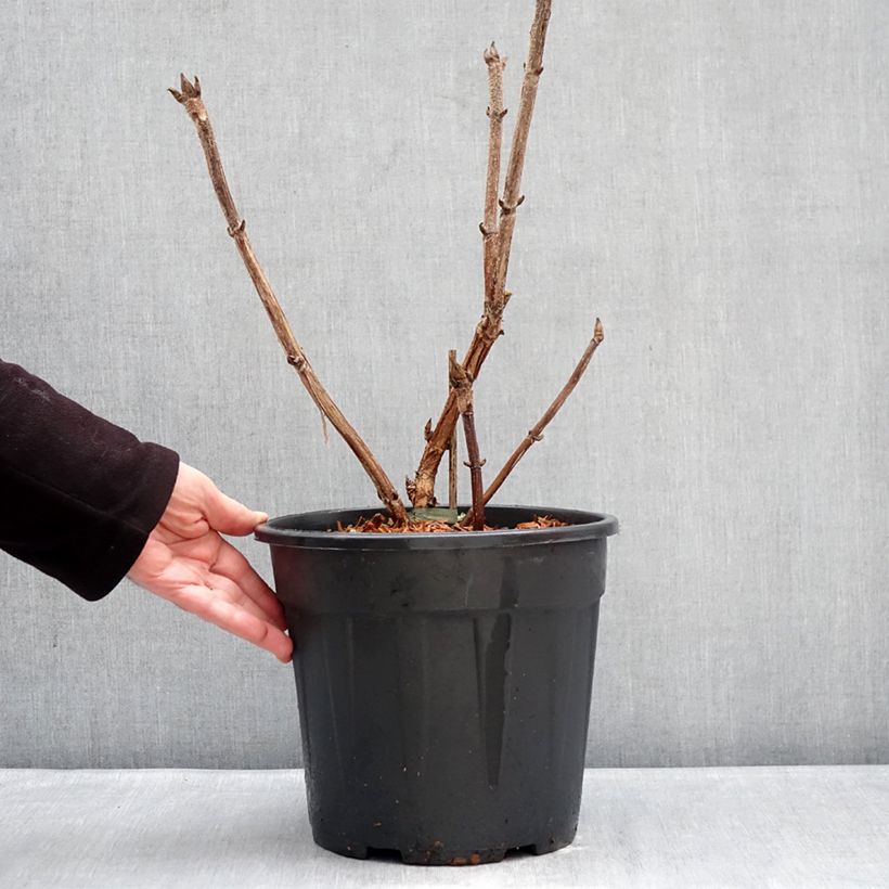 Amostra de Hortênsia aspera Kawakami Vaso de 7,5 L/10 L tal como entregue no inverno