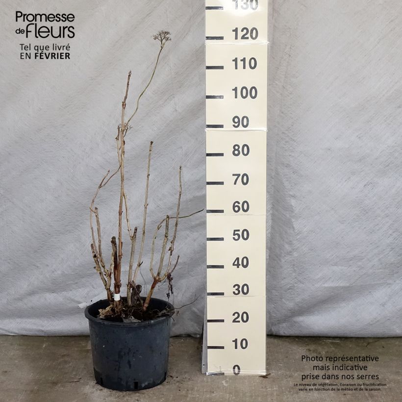 Amostra de Hortensia - Hydrangea aspera Macrophylla  Vaso de 12 L/15 L tal como entregue no inverno