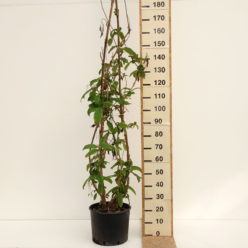 Amostra de Hortênsia aspera Macrophylla Vaso de 12 L/15 L tal como entregue no verão