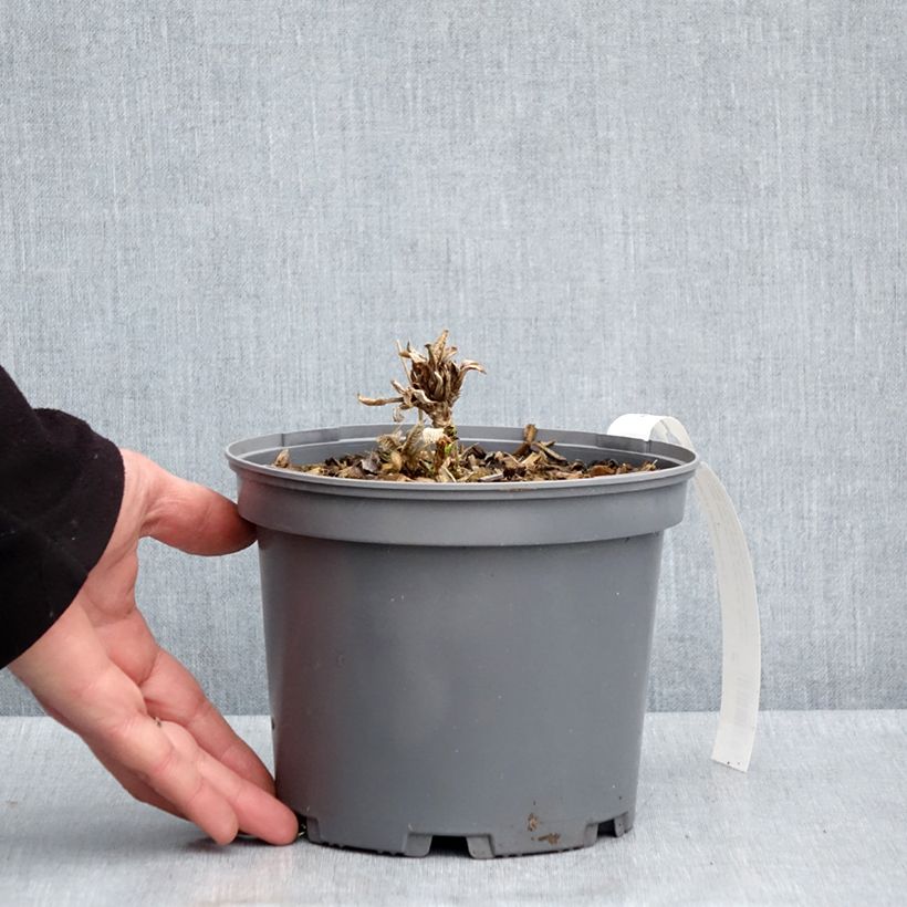 Amostra de Hortênsia aspera subsp.sargentiana Vaso de 3 L/4 L tal como entregue na primavera