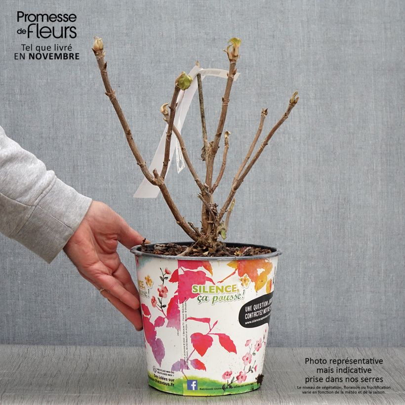 Amostra de Hortênsia aspera subsp.sargentiana Vaso de 3 L/4 L tal como entregue no outono