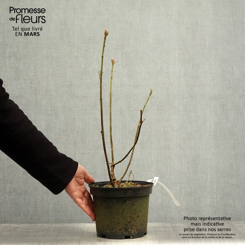 Amostra de Hortênsia aspera Velvet & Lace Vaso de 4 L/5 L tal como entregue na primavera