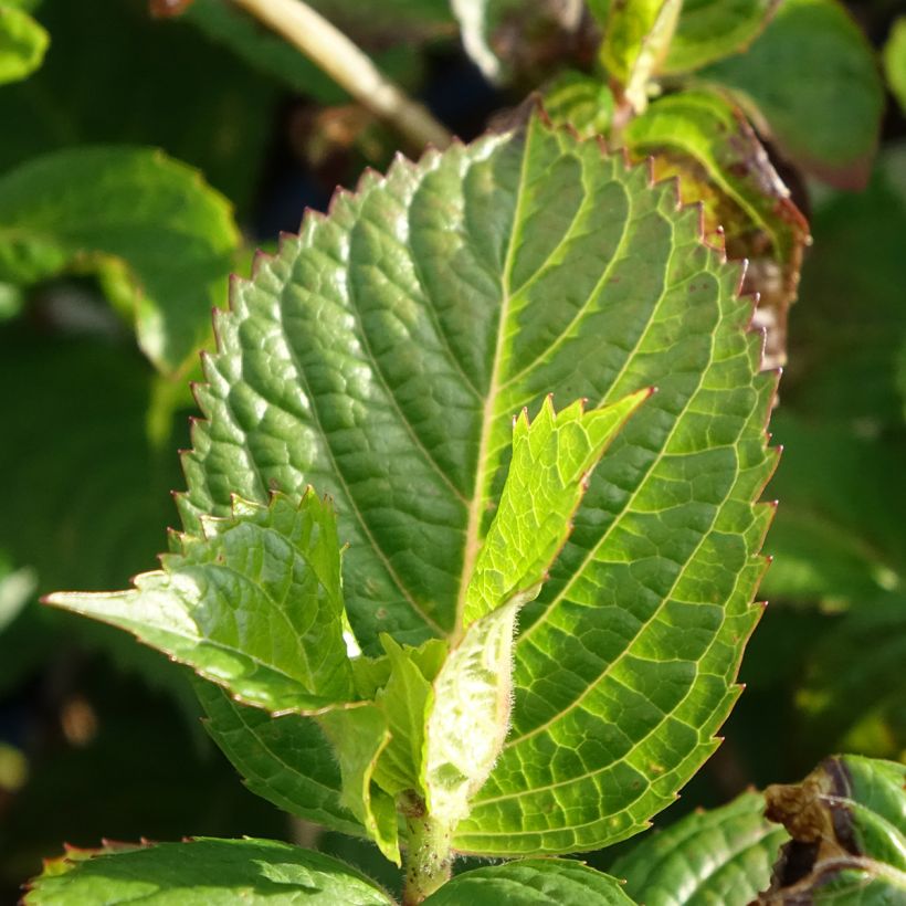 Hortênsia macrophylla Endless Summer Pop Star (Folhagem)