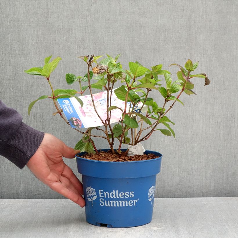 Amostra de Hortênsia macrophylla Endless Summer Pop Star Vaso de 3 L/4 L tal como entregue na primavera