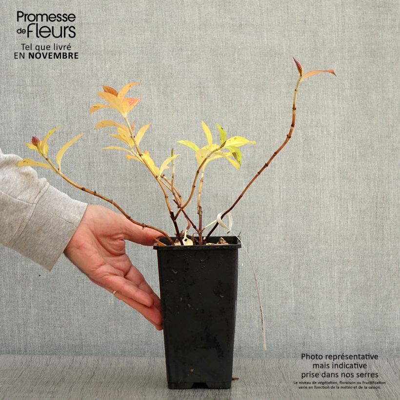 Amostra de Hortênsia French Bolero Vaso de 1,5 L/2 L tal como entregue no outono