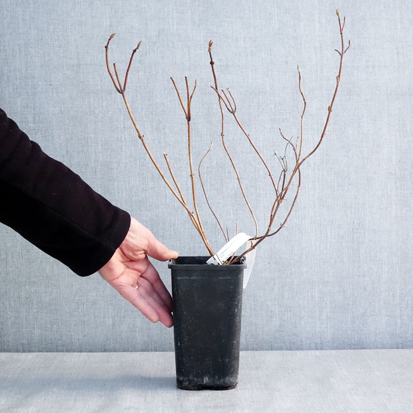 Amostra de Hortensia - Hydrangea French Bolero Vaso de 1,5 L/2 L tal como entregue no inverno