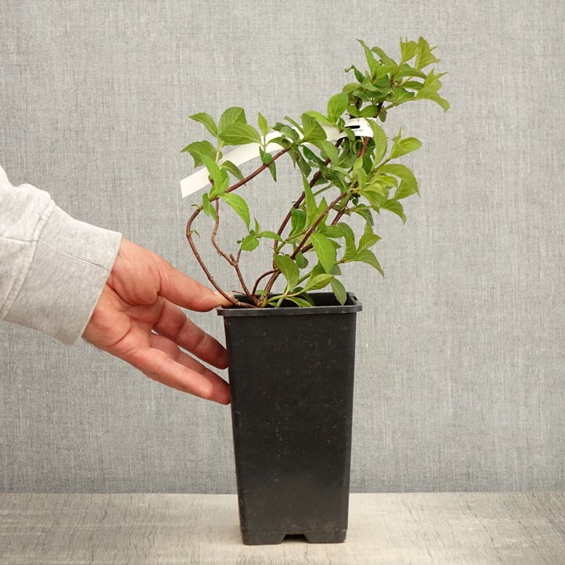 Amostra de Hortênsia French Bolero Vaso de 1,5 L/2 L tal como entregue na primavera