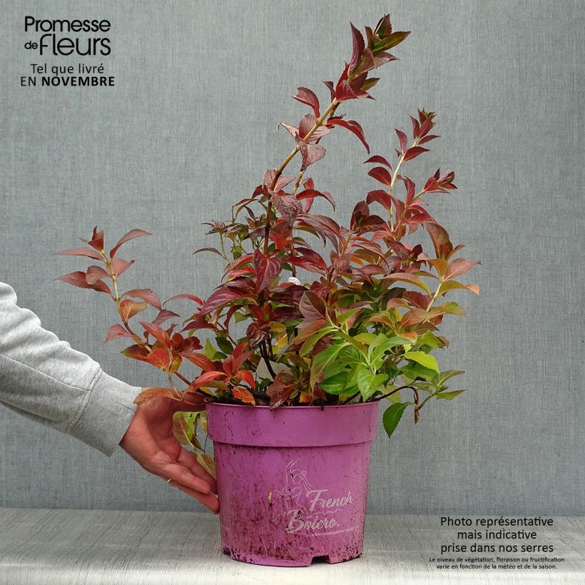 Amostra de Hortênsia French Bolero Vaso de 6 L/7 L tal como entregue no outono