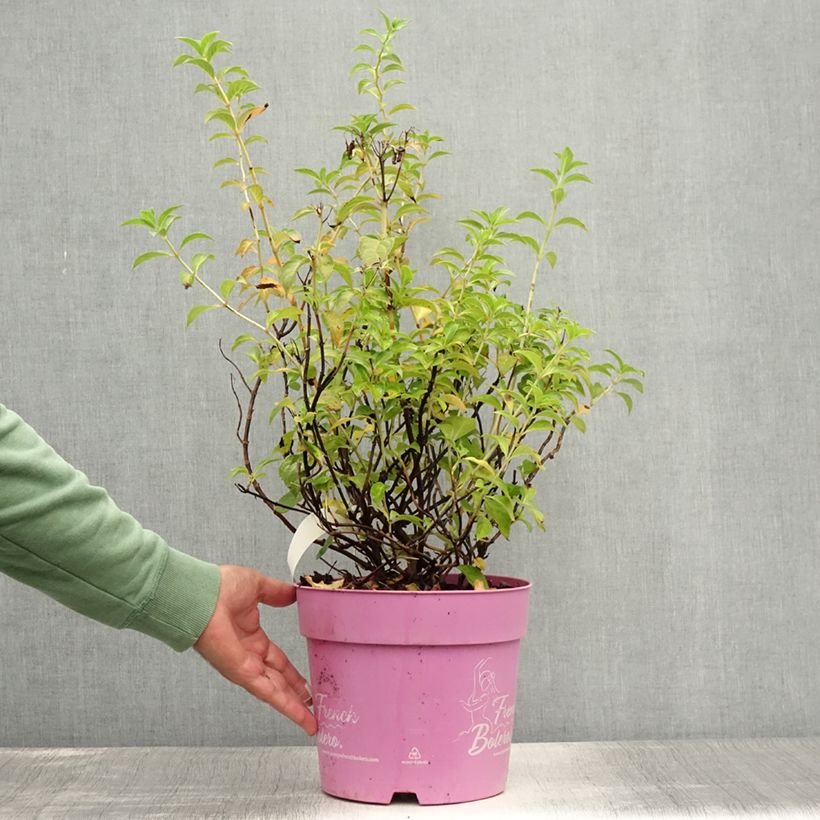 Amostra de Hortênsia French Bolero Vaso de 6 L/7 L tal como entregue no verão