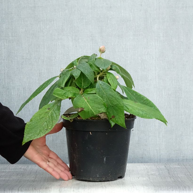 Amostra de Hortênsia involucrata Late Love Vaso de 3 L/4 L tal como entregue no outono