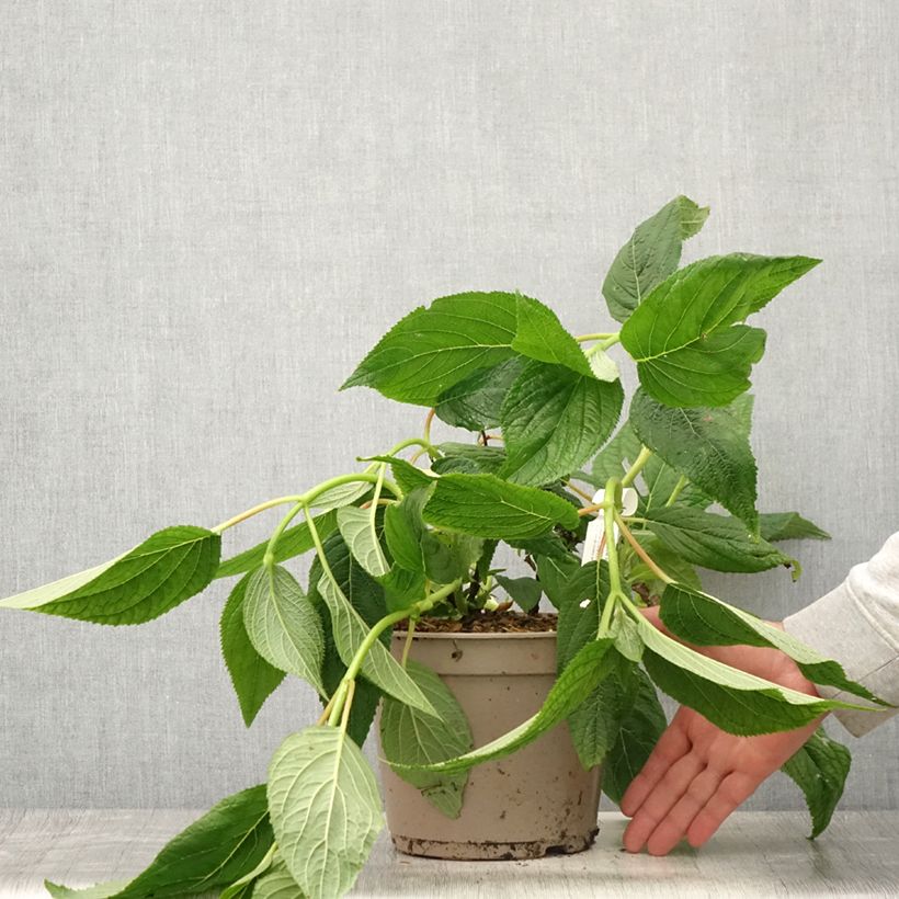 Amostra de Hortênsia involucrata Yoraku Tama Vaso de 4 L/5 L tal como entregue no verão