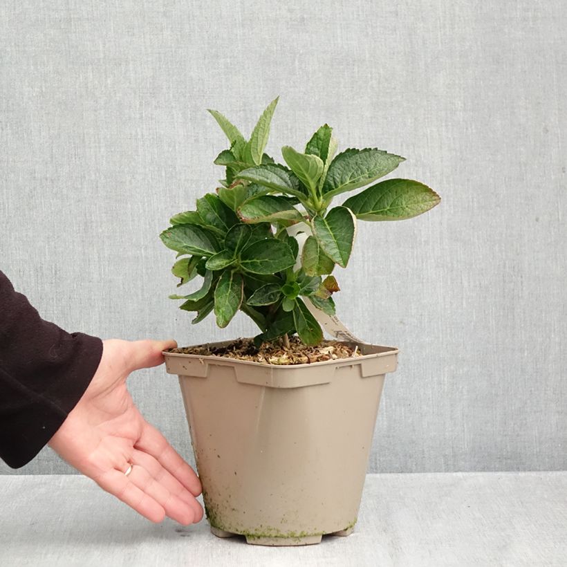 Amostra de Hortênsia macrophylla Amethyst Vaso de 3 L/4 L tal como entregue no outono