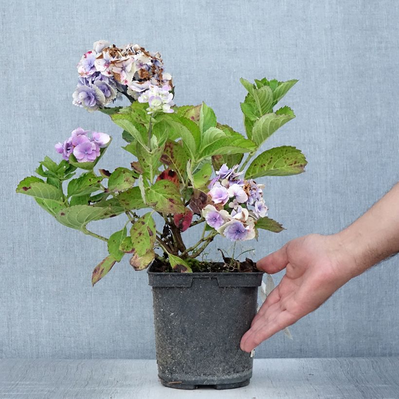 Amostra de Hortênsia macrophylla Amethyst Vaso de 3 L/4 L tal como entregue no verão