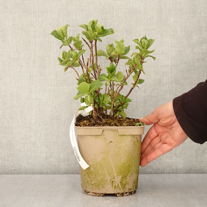 Amostra de Hortensia - Hydrangea macrophylla Amethyst Vaso de 3 L/4 L tal como entregue na primavera