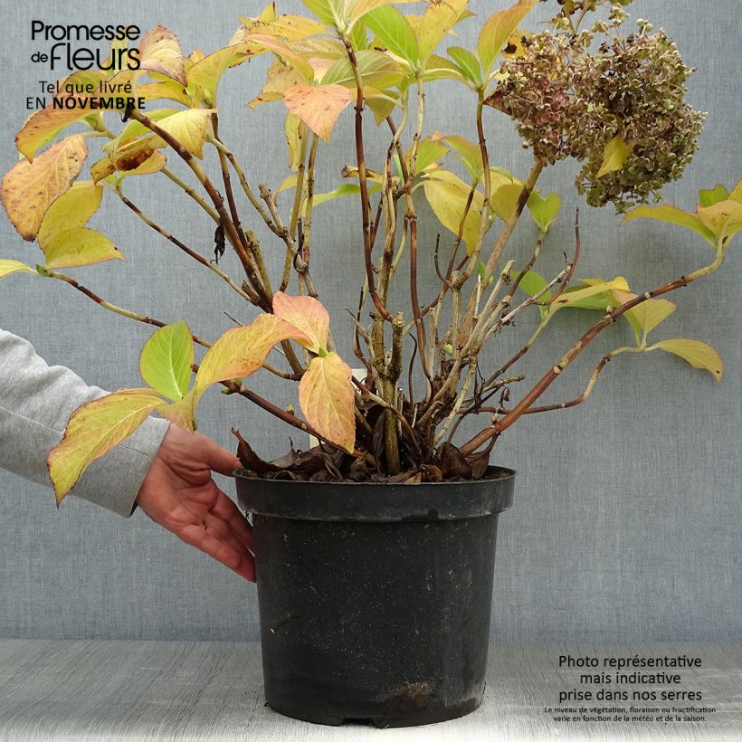 Amostra de Hortênsia macrophylla Ayesha Vaso de 7,5 L/10 L tal como entregue no outono