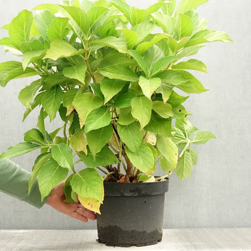 Amostra de Hortênsia macrophylla Ayesha Vaso de 7,5 L/10 L tal como entregue no verão