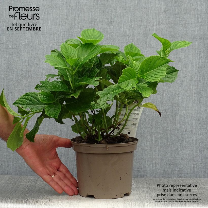 Amostra de Hortênsia macrophylla Baron Rouge Vaso de 2 L/3 L tal como entregue no outono
