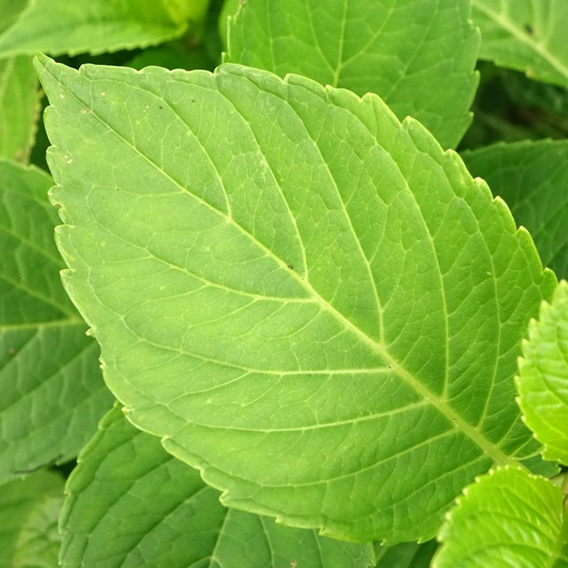 Hortênsia macrophylla Baron Rouge (Folhagem)