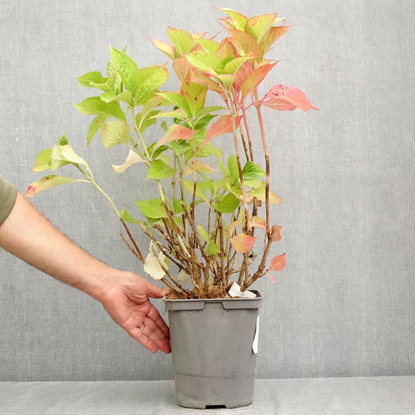 Amostra de Hortênsia macrophylla Baron Rouge Vaso de 4 L/5 L tal como entregue no verão