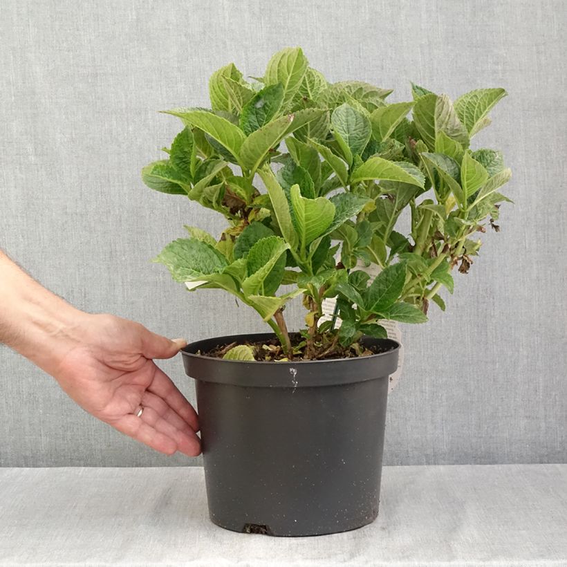 Amostra de Hortênsia macrophylla Beautensia Dali Vaso de 4 L/5 L tal como entregue no verão