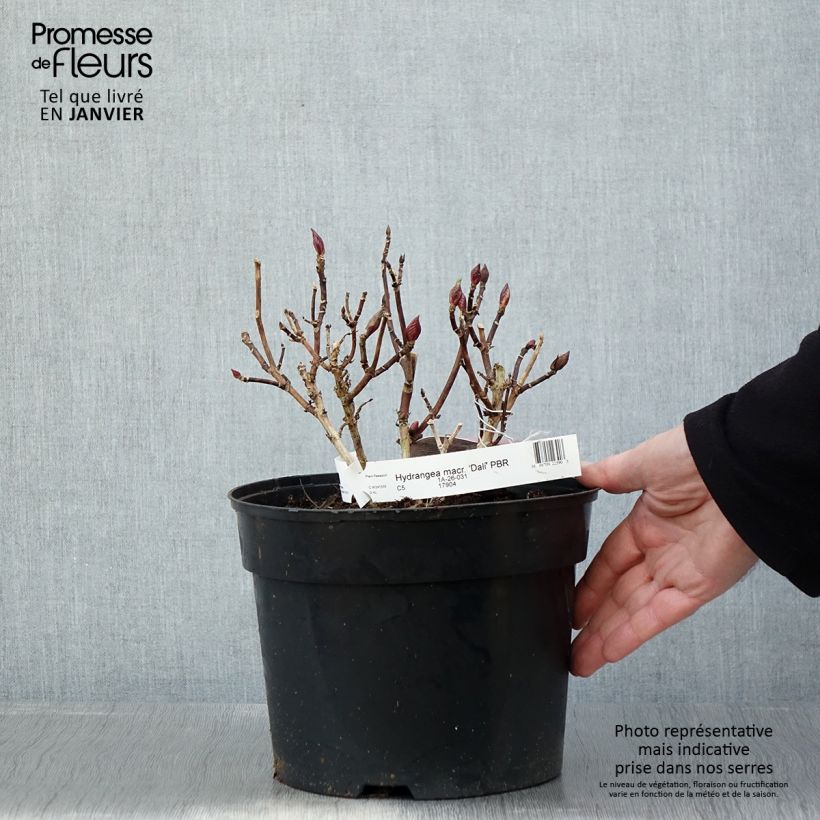 Amostra de Hortensia - Hydrangea macrophylla Beautensia Dali  Vaso de 4 L/5 L tal como entregue no inverno
