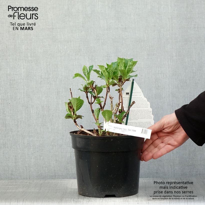 Amostra de Hortênsia macrophylla Beautensia Dali Vaso de 4 L/5 L tal como entregue na primavera