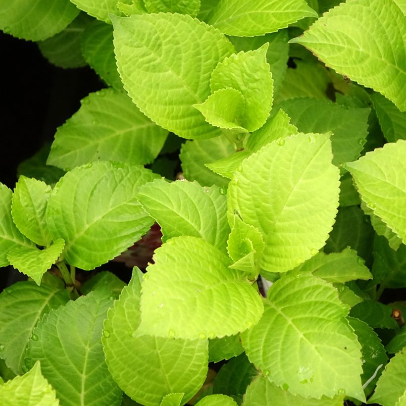 Hortênsia macrophylla Beautensia Dali (Folhagem)
