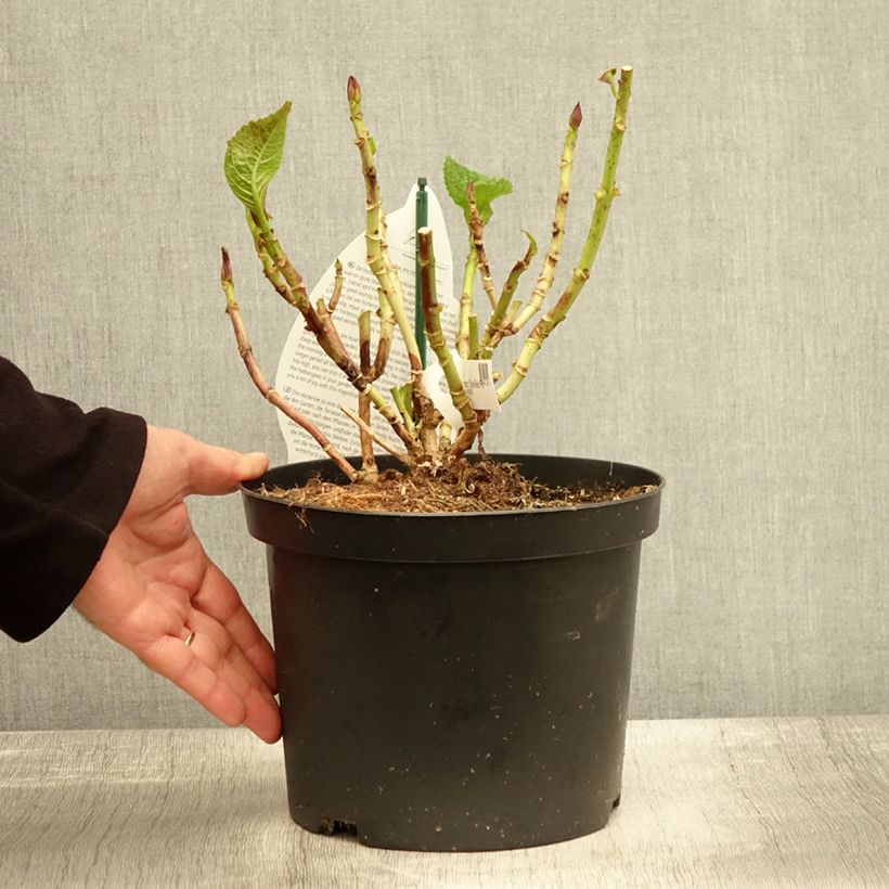 Amostra de Hortensia - Hydrangea macrophylla Beautensia Spike Pot de 4L/5L tal como entregue no outono