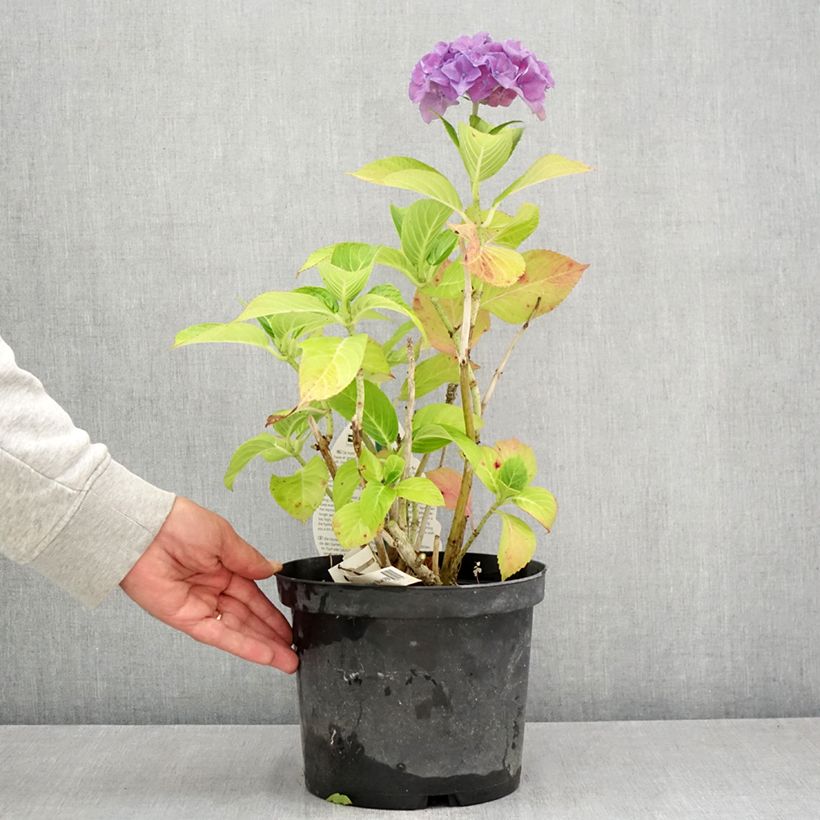 Amostra de Hortênsia macrophylla Beautensia Spike Vaso de 4 L/5 L tal como entregue no verão