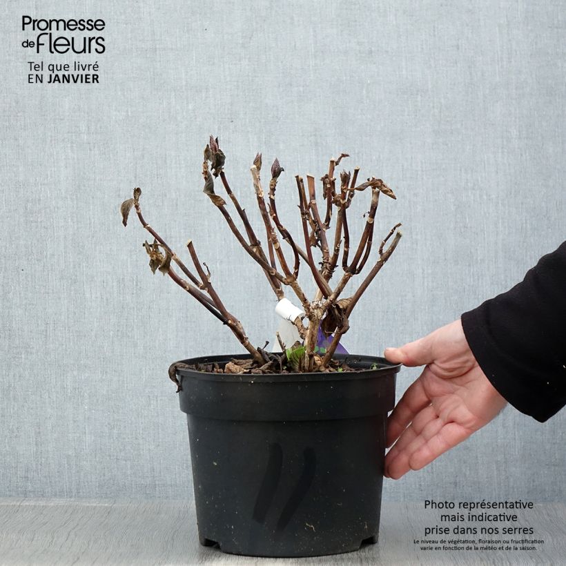 Amostra de Hortensia - Hydrangea macrophylla Beautensia Spike Vaso de 4 L/5 L tal como entregue no inverno