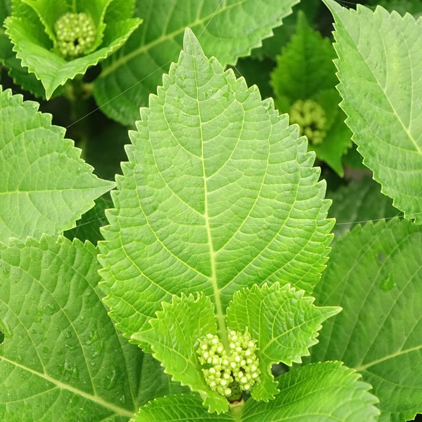 Hortênsia macrophylla Beautensia Spike (Folhagem)