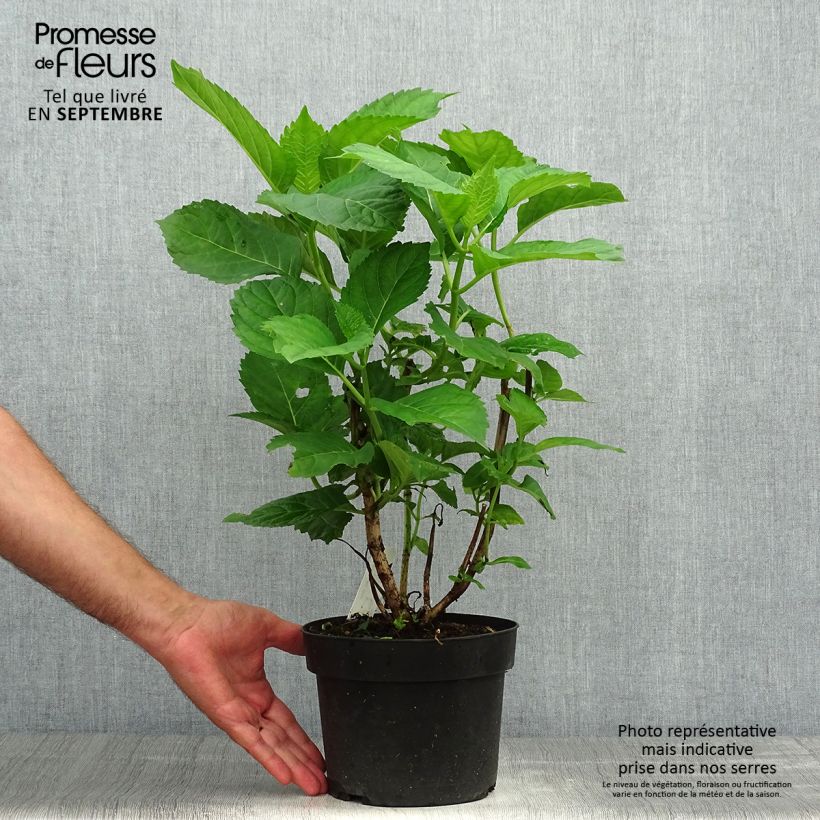Amostra de Hortênsia macrophylla Bela Vaso de 2 L/3 L tal como entregue no outono