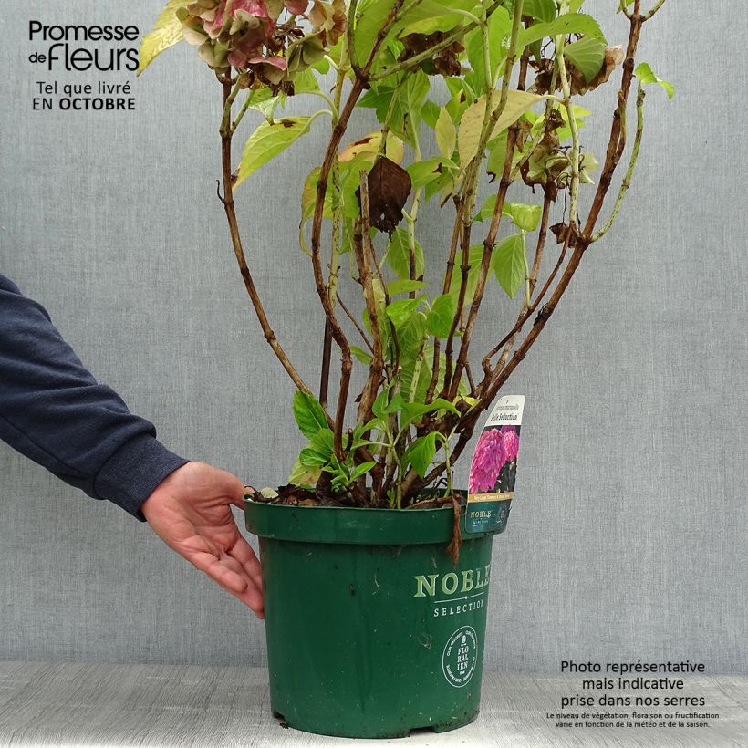 Amostra de Hortênsia macrophylla Belle Séduction Vaso de 7,5 L/10 L tal como entregue no outono