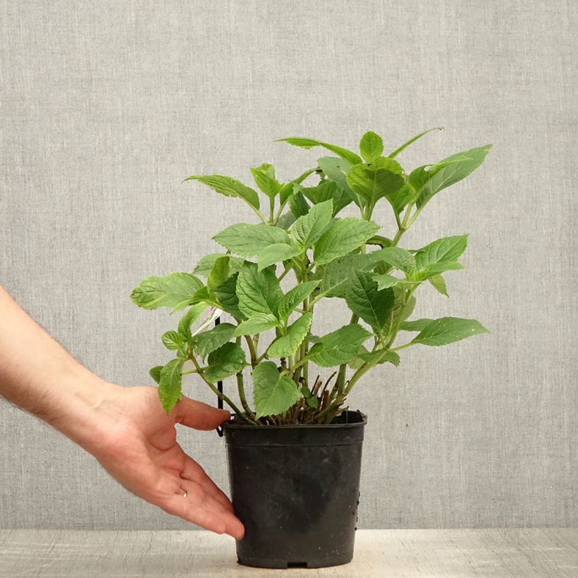 Amostra de Hortênsia macrophylla Benelux Azul Vaso de 2 L/3 L, Arbusto tal como entregue no verão
