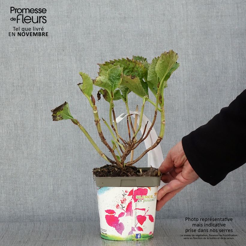 Amostra de Hortênsia macrophylla Benelux Rosa Vaso de 2 L/3 L, Arbusto tal como entregue no outono