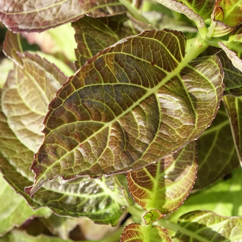 Hortênsia macrophylla Benthe (Folhagem)