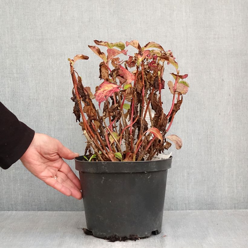 Amostra de Hortênsia macrophylla Benthe Vaso de 4 L/5 L tal como entregue no outono