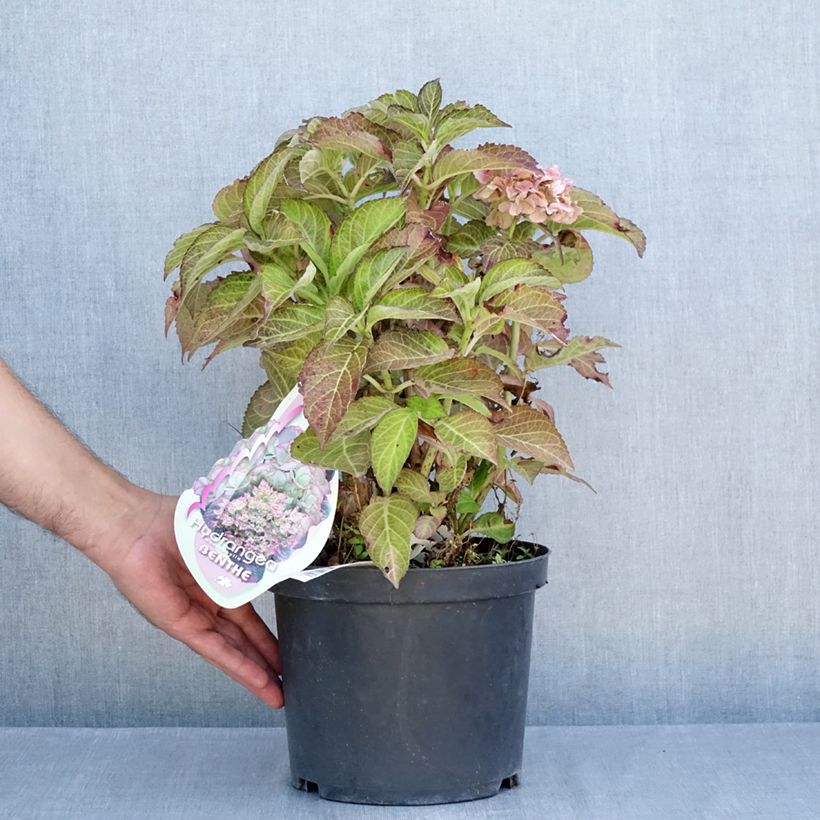 Amostra de Hortênsia macrophylla Benthe Vaso de 4 L/5 L tal como entregue no verão