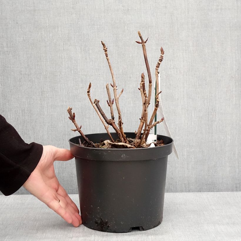 Amostra de Hortensia - Hydrangea macrophylla Benthe Vaso de 4 L/5 L tal como entregue no inverno