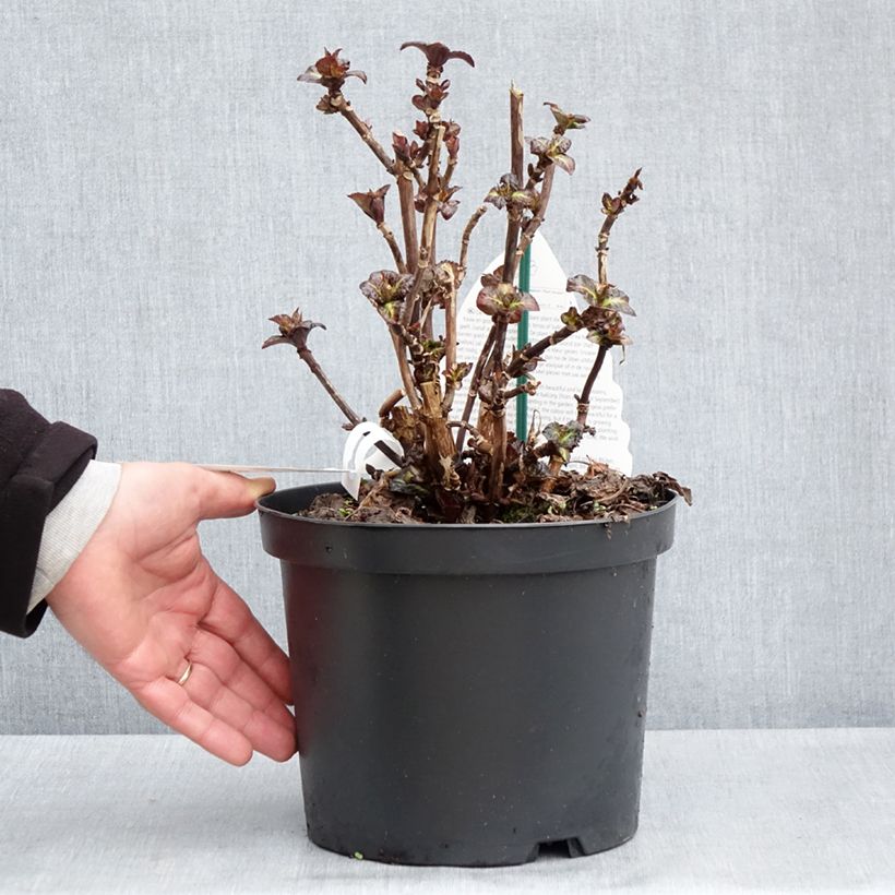 Amostra de Hortênsia macrophylla Benthe Vaso de 4 L/5 L tal como entregue na primavera