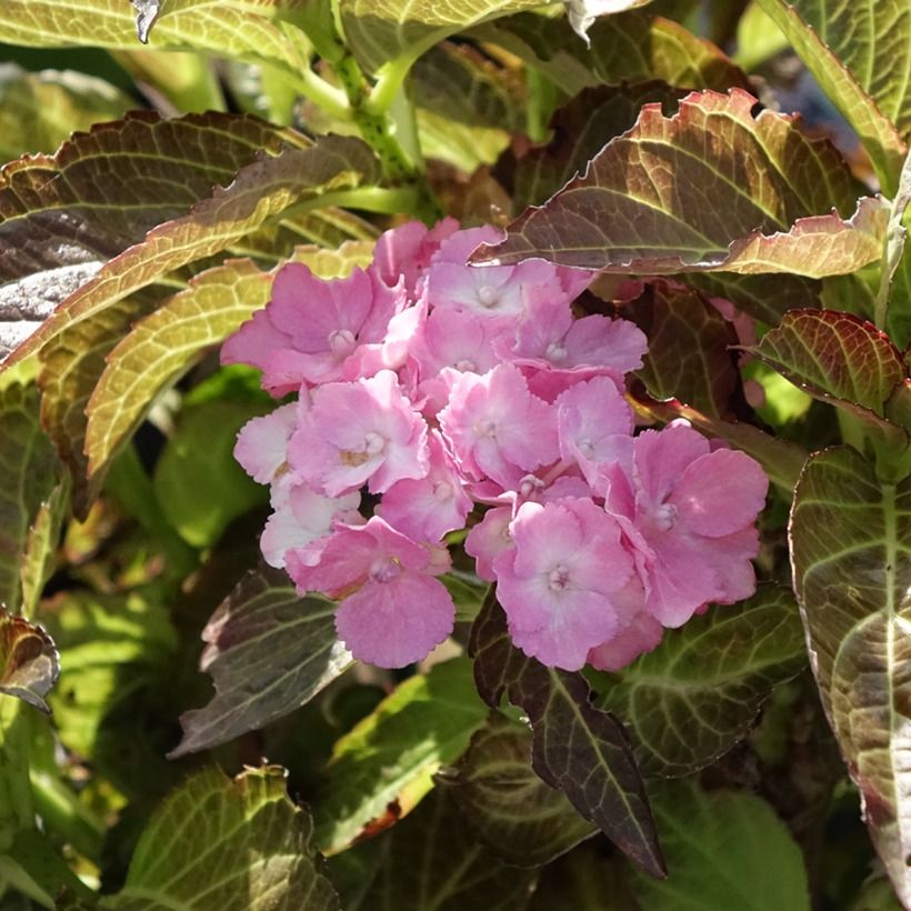 Hortênsia macrophylla Benthe (Floração)