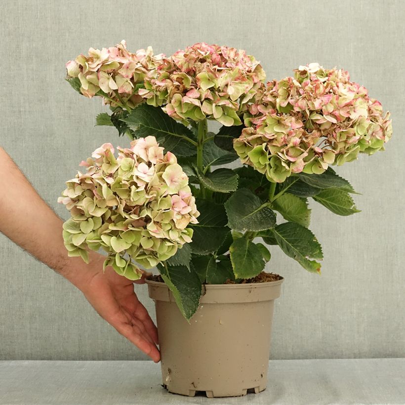 Amostra de Hortênsia macrophylla Berlin - Hydrangea macrophylla Vaso de 4 L/5 L tal como entregue no verão